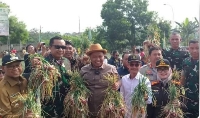 Panen Bawang Merah Urban Farming Kodim 0508 Depok, Ketua PN Depok: Kurangi Angka Pengangguran 